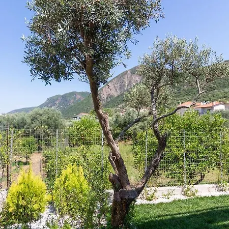 Two Olive Trees Daire Psathopyrgos